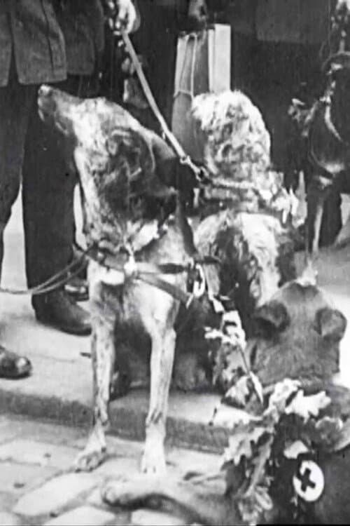 Red Cross Dogs poster