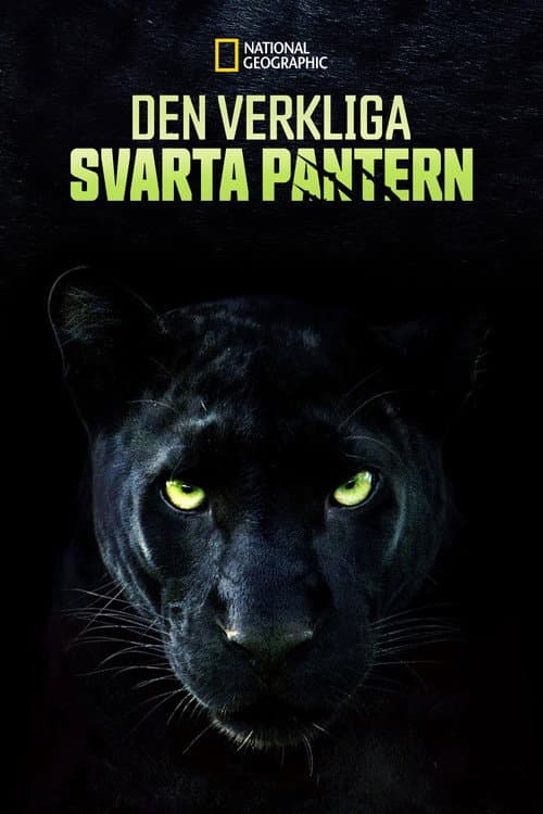 Den verkliga svarta pantern poster