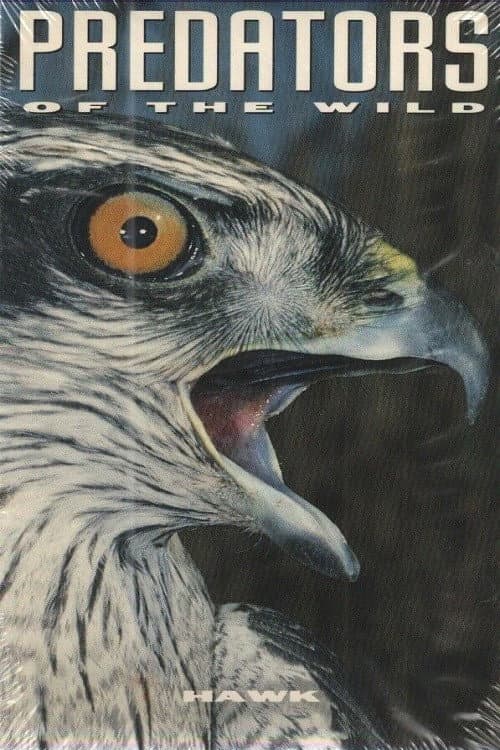 Predators of the Wild: Hawk poster
